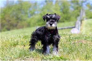 Abel - Schnauzer, Miniature for sale