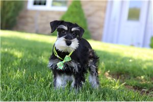 August - Schnauzer, Miniature for sale