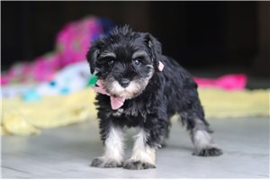Raya - puppy for sale