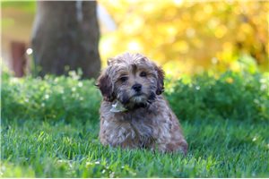 Oswald - Yorkiepoo for sale