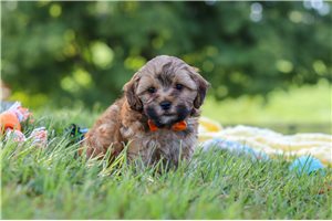 Oswald - puppy for sale