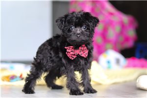 Lazarus - Yorkiepoo for sale