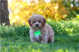 Otis - Yorkiepoo for sale