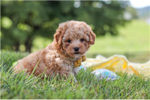 Otis - puppy for sale