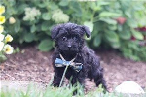 Leonard - Yorkiepoo - Yorkie Poo for sale
