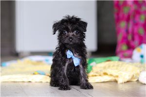 Leonard - Yorkiepoo for sale