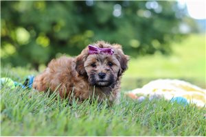 Ophelia - puppy for sale