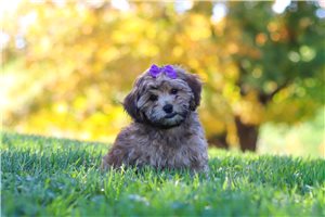 Ophelia - Yorkiepoo for sale