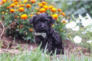 Lazarus - Yorkiepoo - Yorkie Poo for sale