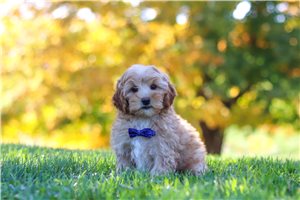 Oliver - Yorkiepoo for sale