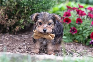 Linus - Yorkiepoo - Yorkie Poo for sale