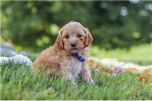 Oliver - Yorkiepoo - Yorkie Poo for sale