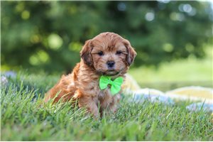 Orlando - puppy for sale