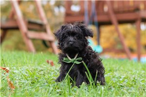 Lazarus - Yorkiepoo for sale