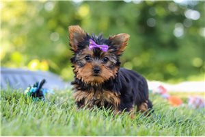 Magnolia - puppy for sale