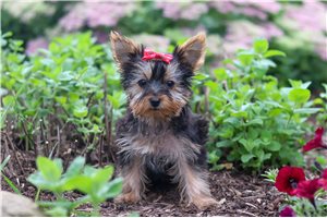 Judith - Yorkshire Terrier - Yorkie for sale
