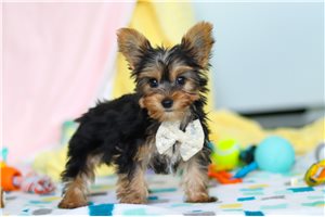 Fonzie - Yorkshire Terrier - Yorkie for sale