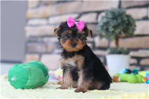 Harley - puppy for sale