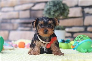 Harrison - Yorkshire Terrier - Yorkie for sale
