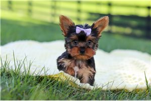 Nutmeg - Yorkie for sale