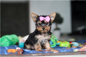 Judith - Yorkshire Terrier - Yorkie for sale