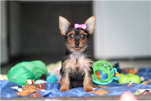 Jubilee - Yorkshire Terrier - Yorkie for sale