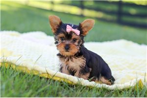 Naomi - puppy for sale