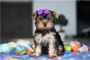 Harley - Yorkshire Terrier - Yorkie for sale