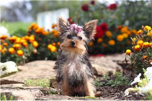 Judith - Yorkie for sale