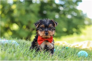 Mathias - puppy for sale