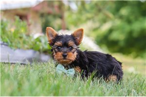 Jude - Yorkshire Terrier - Yorkie for sale