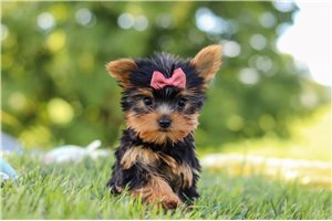 Mona - Yorkie for sale