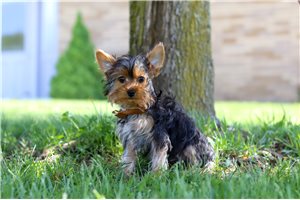 Damien - Yorkshire Terrier - Yorkie for sale