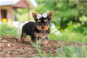 Judith - puppy for sale