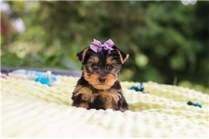 Judy - puppy for sale