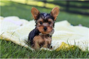 Nigel - puppy for sale