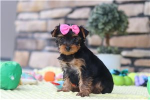Hana - puppy for sale