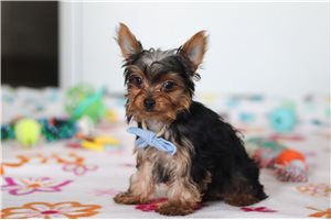 Evan - Yorkshire Terrier - Yorkie for sale