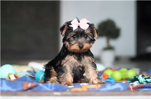 Hana - Yorkshire Terrier - Yorkie for sale