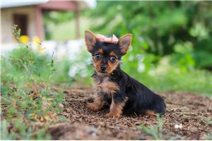 Jubilee - Yorkshire Terrier - Yorkie for sale