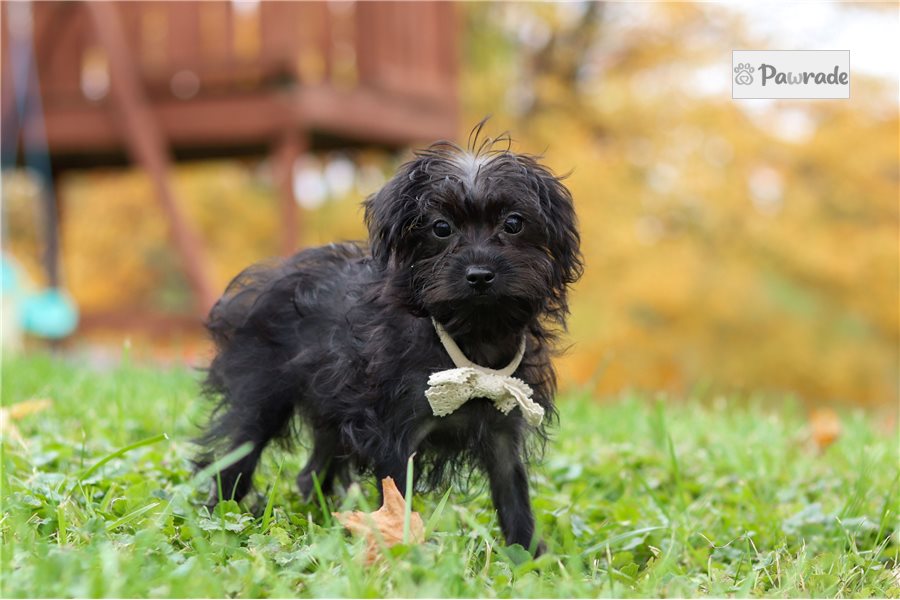 Leonard - Yorkiepoo for sale
