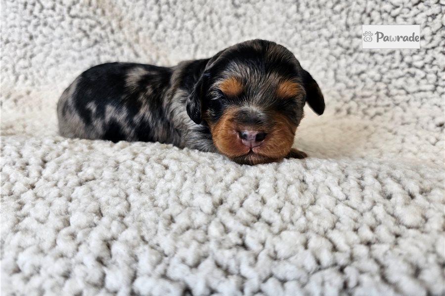 Serena - Cavapoo for sale
