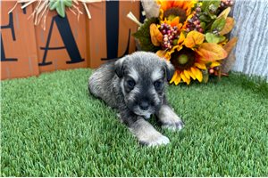 Paige - puppy for sale