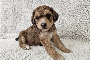 Forest - Bich-Poo - Bichpoo for sale