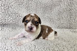 Forge - Bich-Poo - Bichpoo for sale