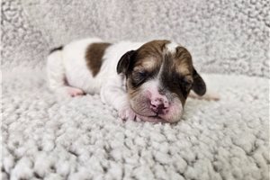 Forge - Bich-Poo - Bichpoo for sale