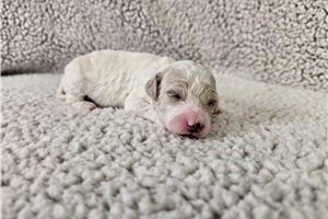 Flynn - Bich-Poo - Bichpoo for sale