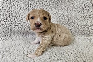 Ford - Bich-Poo - Bichpoo for sale