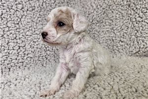 Flynn - Bich-Poo - Bichpoo for sale