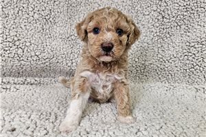 Ford - Bich-Poo - Bichpoo for sale